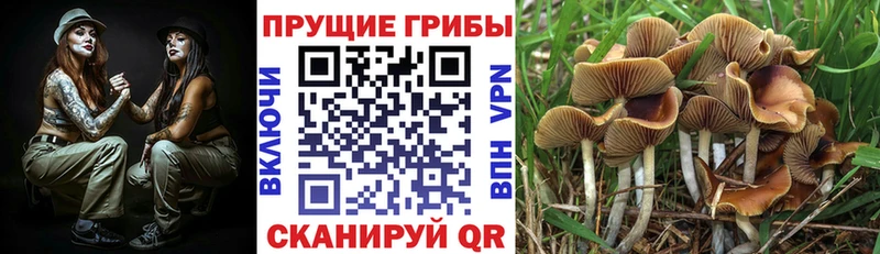 Галлюциногенные грибы Cubensis Баймак